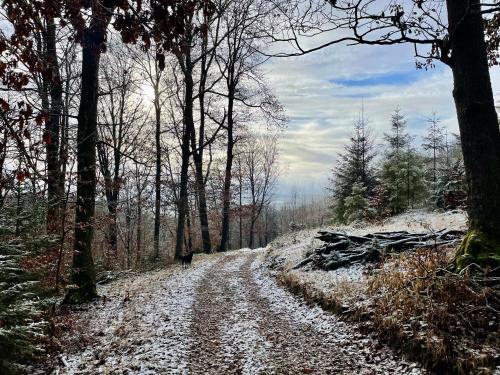 a snow covered dirt road in a forest with trees at Le Baron Apartments in Stavelot