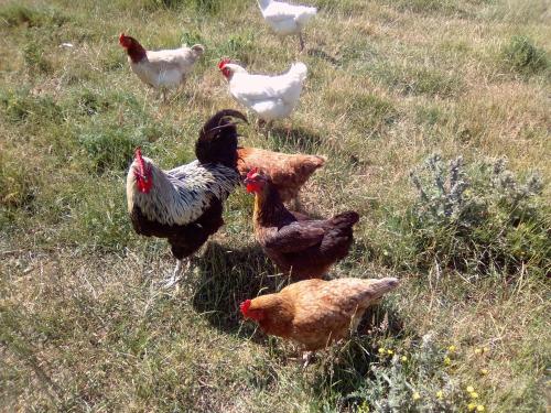 a group of chickens standing in the grass at La Ferme d' Emerentine in Bacilly