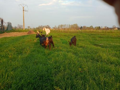 a group of animals standing in a field at La Ferme d' Emerentine in Bacilly