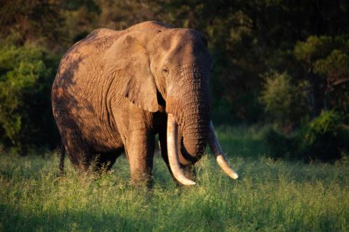 an elephant standing in a field of tall grass at Karongwe - River Safari Lodge in Hoedspruit