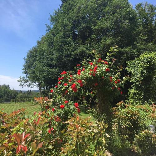 a bunch of red flowers in a field with trees at Chambres d’hôtes plateau des mille étangs in Belonchamp