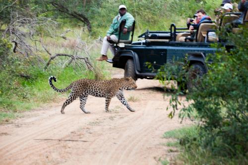 a leopard walking on a dirt road next to a jeep at Karongwe - Becks Safari Lodge in Hoedspruit