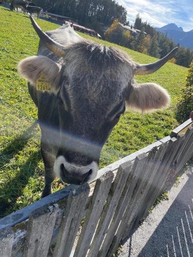 a cow standing next to a fence at LakeSide Apartments Seefeld in Seefeld in Tirol