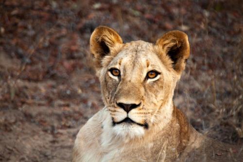 a lioness is looking at the camera at Karongwe - Becks Safari Lodge in Hoedspruit