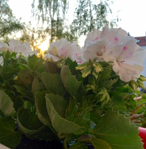 a bouquet of white flowers with green leaves at Rivijera in Belgrade