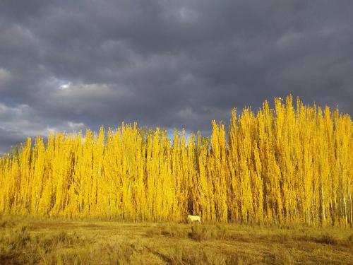 a cow grazing in front of a field of yellow trees at Buda de Uco Lodge in Tunuyán