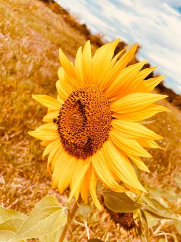 a large yellow sunflower with a bee on it at L'Adéenne in Gondrin