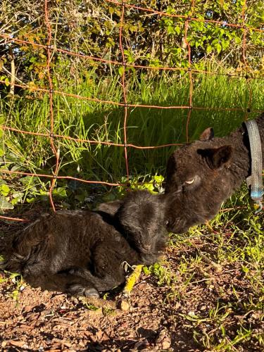 a cat laying on the ground in the grass at L'Adéenne in Gondrin