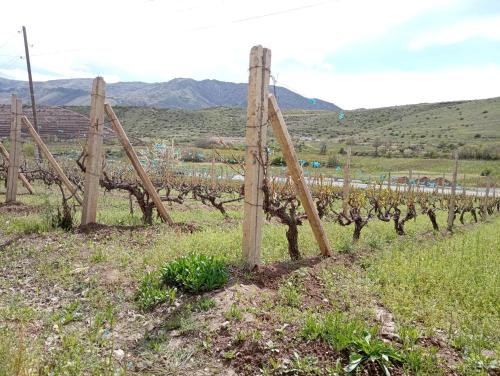 a row of vines in a field with a fence at Luiza Guest House in Areni