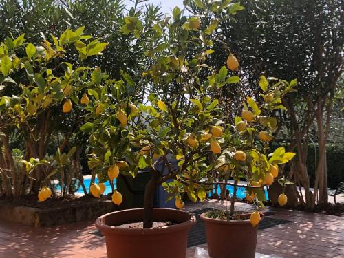 two potted citrus trees with oranges on them at Residence Gli Ulivi in Castion Veronese