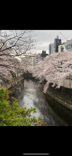 a river with pink flowers on the branches of trees at 桜の宿28 square meter king size bed with sofa bed, garden room102 in Tokyo