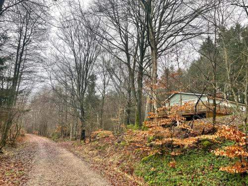 a dirt road in the middle of a forest at Äspinge skogsvilla in Äspinge