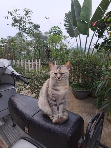 a cat sitting on the seat of a scooter at Homestay field - bungalow, Ha giang loop tour, motorbikes rental in Ha Giang