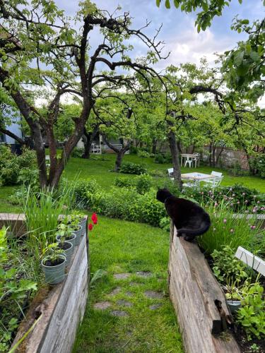 a black cat sitting on a wall in a garden at Przechowalnia Marzeń in Mikołajki