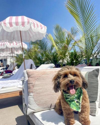 a small dog sitting on a chair on a beach at The Shore House in Wildwood