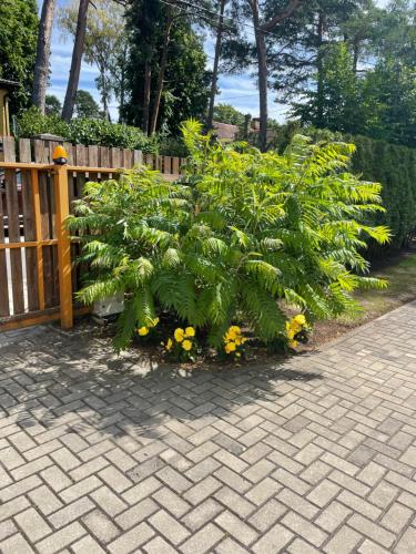 Foto dalla galleria di Luiza a Jūrmala