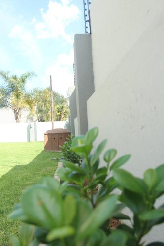 a green plant next to a white wall at Eunathi Cottage in Johannesburg