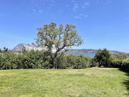 a green field with a tree and a body of water at CAPO CODA CAVALLO VILLA SALINEDDA GIARDINO VISTA MARE in Capo Coda Cavallo