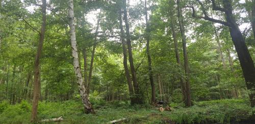 a forest with tall trees and green grass at SPREE Hotel in der Altstadt in Lübbenau