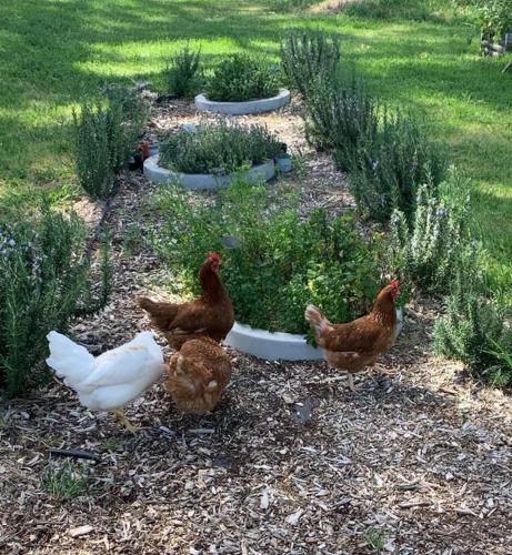 a group of chickens standing in a garden at O'Briens of Clare - Stylish Pet Friendly Vineyard Accommodation in Clare