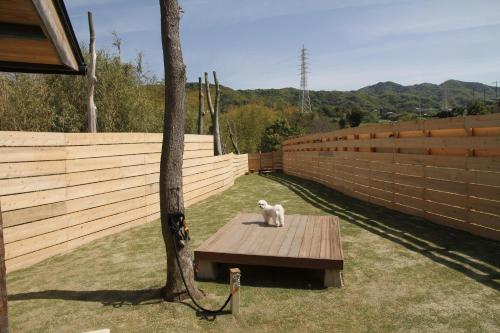 a white cat sitting on a bench next to a tree at 愛犬と泊まれるドッグラン付きアンティークハウス-AKIYA cornerstone- in Awaji