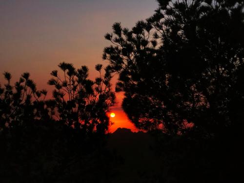 a sunset is seen through the silhouettes of trees at Petra Desert Dream Hotel in Wadi Musa