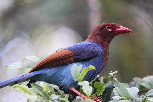 a red and blue bird sitting on a tree branch at Sinharaja Vini Villa in Deniyaya