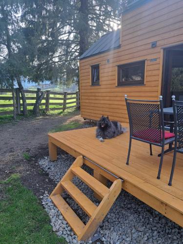 a cat laying on a wooden bench next to a house at Tiny House Waldschmied 1 in Latzendorf