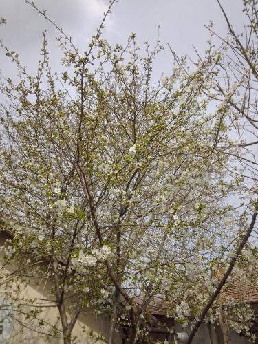 a tree with white flowers in front of a building at Casa Mocanu in Giurgiu