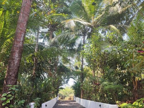 a path through a forest of palm trees at Villa Pont Bleu in Canacona