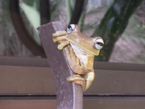 a frog sitting on top of a pole at Coyaba Tropical Elegant Adult Guesthouse in Manuel Antonio