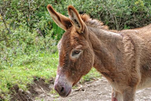 a brown donkey standing on a dirt road at Hacienda San Isidro Trails & Experiences in Cotacachi