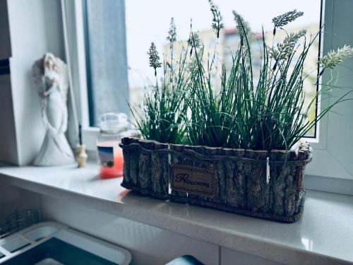 a potted plant sitting on a window sill at AL-Dom Apartamenty Apartament Anioł in Kołobrzeg