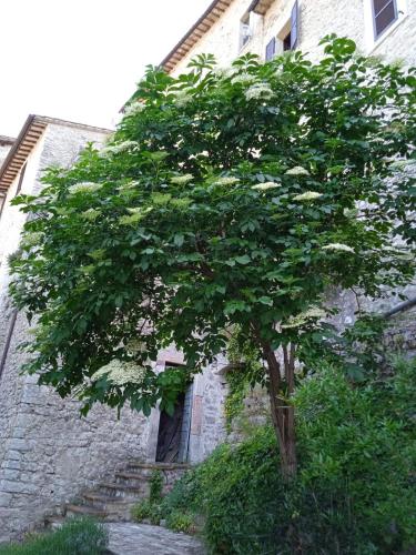 a tree in front of a building with stairs at Borgo San Valentino in Arrone