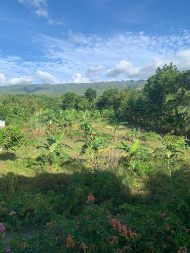 a field of grass with trees in the background at Soul Travellers Dagatan Guesthouse in Badian
