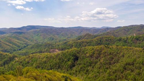 an aerial view of a forest of trees at Grandview Getaway in Boone