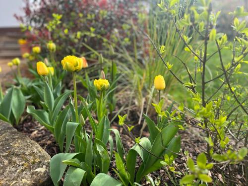 a garden with yellow flowers in the dirt at Villa Florentine in Bad Liebenstein
