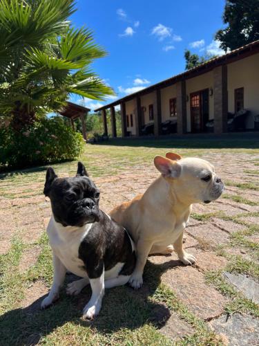 two dogs sitting next to each other in a yard at Pousada e Restaurante Terra Rossa in São José do Rio Pardo