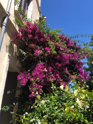 un bouquet de fleurs sur le côté d'un bâtiment dans l'établissement L' îlot des îles, à Cuxac-dʼAude