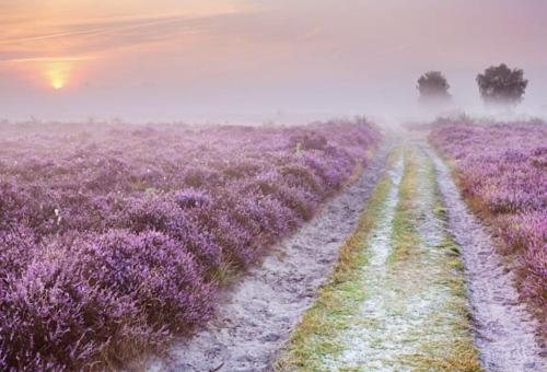 a foggy lavender field with two dirt dirt roads at Boutique Chalet Veluwe in Putten