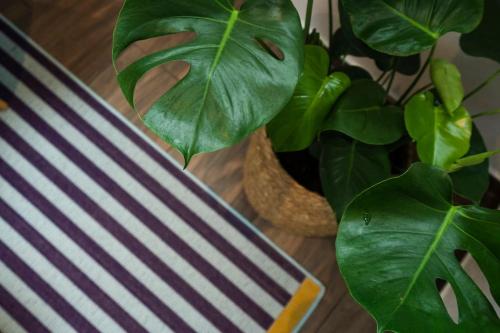 a striped chair sitting next to a potted plant at Apartment in Weinstadt-Schnait in Weinstadt