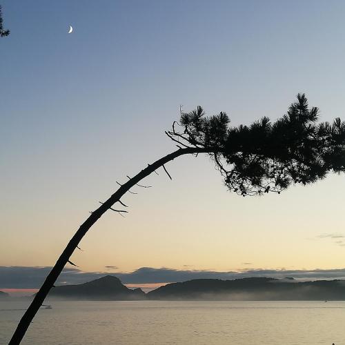 a pine tree leaning over the water at sunset at A CASIÑA DA EIRAVELLA in Hio