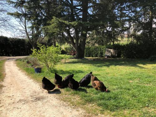 a group of chickens sitting in the grass next to a dirt road at Chalet Echalas in Échalas