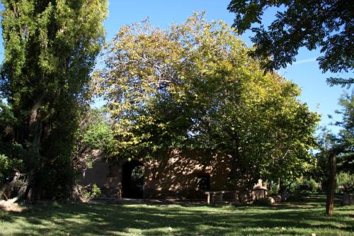 a large tree in the middle of a field at Rancho Por Fin in Barreal