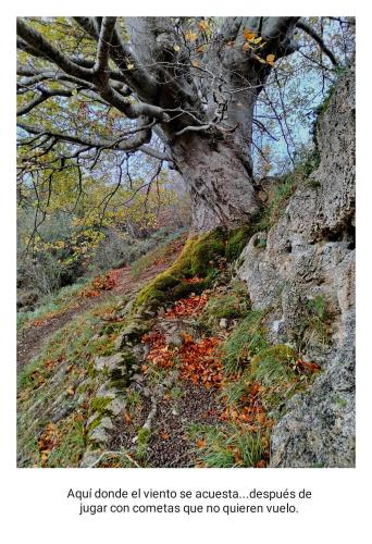a painting of a tree on a trail at Aldaetxea in Biáñez