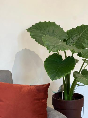 Myaka Appartement Wood – Photos 3