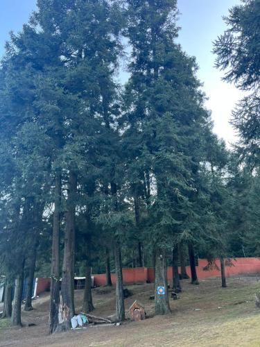 a group of trees with a dog laying under them at Rancho Emisajumi El Ajusco in Mexico City