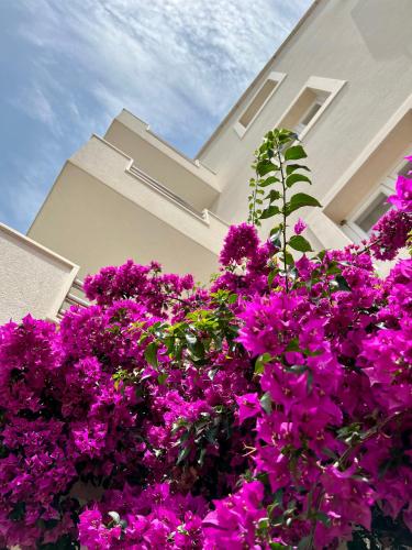 Gallery image of Vespera Apartments in Bol