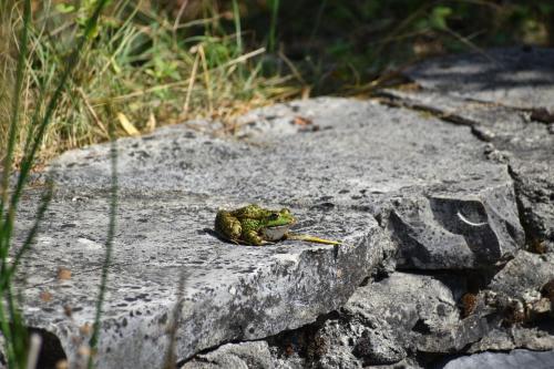 Φωτογραφία από το άλμπουμ του Les Galapons σε Trept