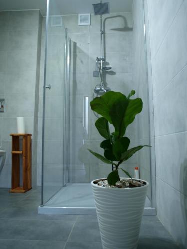 una pianta in vaso in un bagno con doccia di Panorama Racławicka Domek Willa Basen Agroturystyka 
